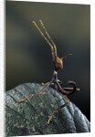 Extatosoma tiaratum (giant prickly stick insect) - very young larva by Anonymous