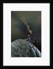 Extatosoma tiaratum (giant prickly stick insect) - very young larva by Anonymous
