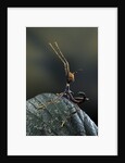 Extatosoma tiaratum (giant prickly stick insect) - very young larva by Anonymous