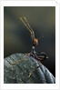Extatosoma tiaratum (giant prickly stick insect) - very young larva by Anonymous