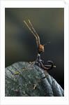 Extatosoma tiaratum (giant prickly stick insect) - very young larva by Anonymous