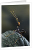 Extatosoma tiaratum (giant prickly stick insect) - very young larva by Anonymous