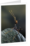Extatosoma tiaratum (giant prickly stick insect) - very young larva by Anonymous