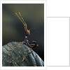 Extatosoma tiaratum (giant prickly stick insect) - very young larva by Anonymous