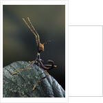 Extatosoma tiaratum (giant prickly stick insect) - very young larva by Anonymous