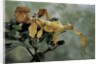 Extatosoma tiaratum (giant prickly stick insect) by Anonymous