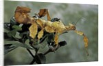 Extatosoma tiaratum (giant prickly stick insect) by Anonymous