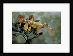 Extatosoma tiaratum (giant prickly stick insect) by Anonymous