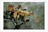 Extatosoma tiaratum (giant prickly stick insect) by Anonymous