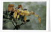 Extatosoma tiaratum (giant prickly stick insect) by Anonymous