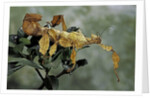 Extatosoma tiaratum (giant prickly stick insect) by Anonymous