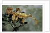 Extatosoma tiaratum (giant prickly stick insect) by Anonymous
