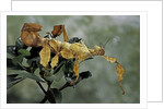 Extatosoma tiaratum (giant prickly stick insect) by Anonymous