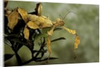 Extatosoma tiaratum (giant prickly stick insect) by Anonymous