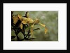 Extatosoma tiaratum (giant prickly stick insect) by Anonymous