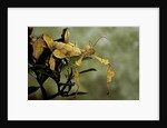 Extatosoma tiaratum (giant prickly stick insect) by Anonymous