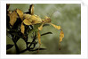 Extatosoma tiaratum (giant prickly stick insect) by Anonymous
