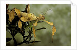 Extatosoma tiaratum (giant prickly stick insect) by Anonymous