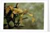 Extatosoma tiaratum (giant prickly stick insect) by Anonymous