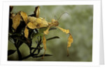 Extatosoma tiaratum (giant prickly stick insect) by Anonymous