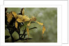 Extatosoma tiaratum (giant prickly stick insect) by Anonymous