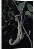 Extatosoma tiaratum (giant prickly stick insect) by Anonymous