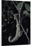 Extatosoma tiaratum (giant prickly stick insect) by Anonymous