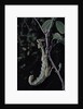 Extatosoma tiaratum (giant prickly stick insect) by Anonymous
