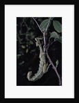 Extatosoma tiaratum (giant prickly stick insect) by Anonymous