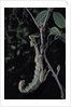 Extatosoma tiaratum (giant prickly stick insect) by Anonymous