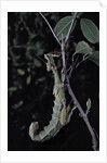 Extatosoma tiaratum (giant prickly stick insect) by Anonymous
