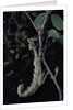 Extatosoma tiaratum (giant prickly stick insect) by Anonymous