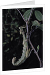 Extatosoma tiaratum (giant prickly stick insect) by Anonymous