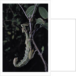 Extatosoma tiaratum (giant prickly stick insect) by Anonymous