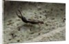 Forficula auricularia (european earwig) by Anonymous