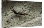 Forficula auricularia (european earwig) by Anonymous