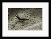 Forficula auricularia (european earwig) by Anonymous