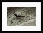 Forficula auricularia (european earwig) by Anonymous