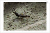 Forficula auricularia (european earwig) by Anonymous