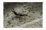 Forficula auricularia (european earwig) by Anonymous