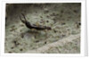 Forficula auricularia (european earwig) by Anonymous