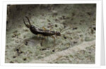 Forficula auricularia (european earwig) by Anonymous
