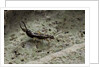 Forficula auricularia (european earwig) by Anonymous