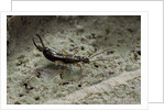 Forficula auricularia (european earwig) by Anonymous