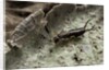 Forficula auricularia (european earwig) by Anonymous