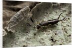 Forficula auricularia (european earwig) by Anonymous