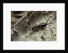 Forficula auricularia (european earwig) by Anonymous