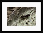 Forficula auricularia (european earwig) by Anonymous