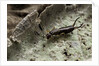 Forficula auricularia (european earwig) by Anonymous