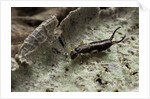 Forficula auricularia (european earwig) by Anonymous